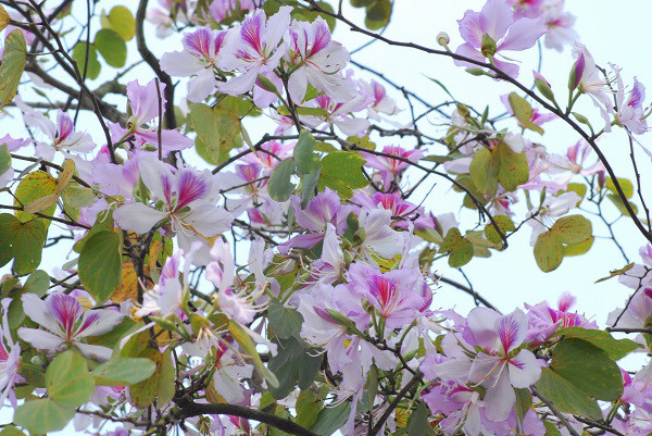 Những mùa hoa gọi tên tháng 3 ở Hà Nội